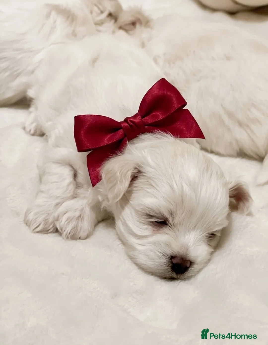 Maltese dogs for sale: A Little Piece of Fluffy Heaven- Maltese Puppies  - Advert 2