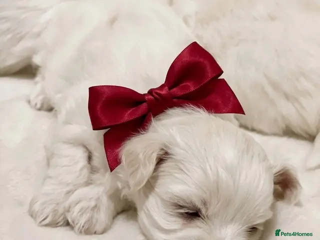 Maltese dogs for sale: A Little Piece of Fluffy Heaven- Maltese Puppies - Advert 2