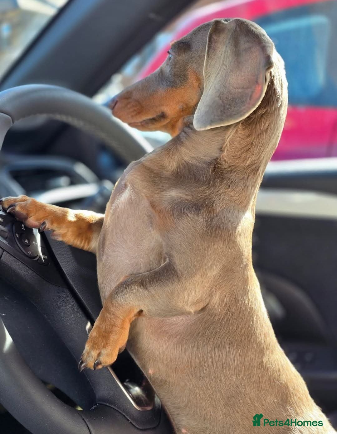Miniature Dachshund dogs 1yr old isabella miniature Dachshund Female  - Advert 10