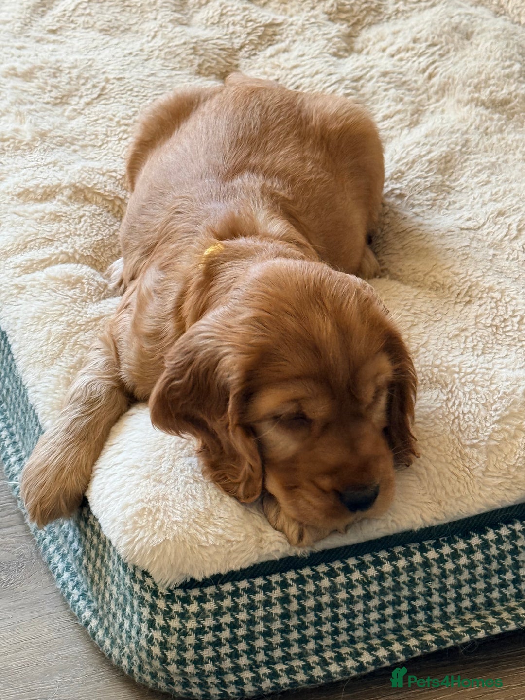 Cocker Spaniel dogs for sale: Show Type Cocker Spaniel  - Advert 7