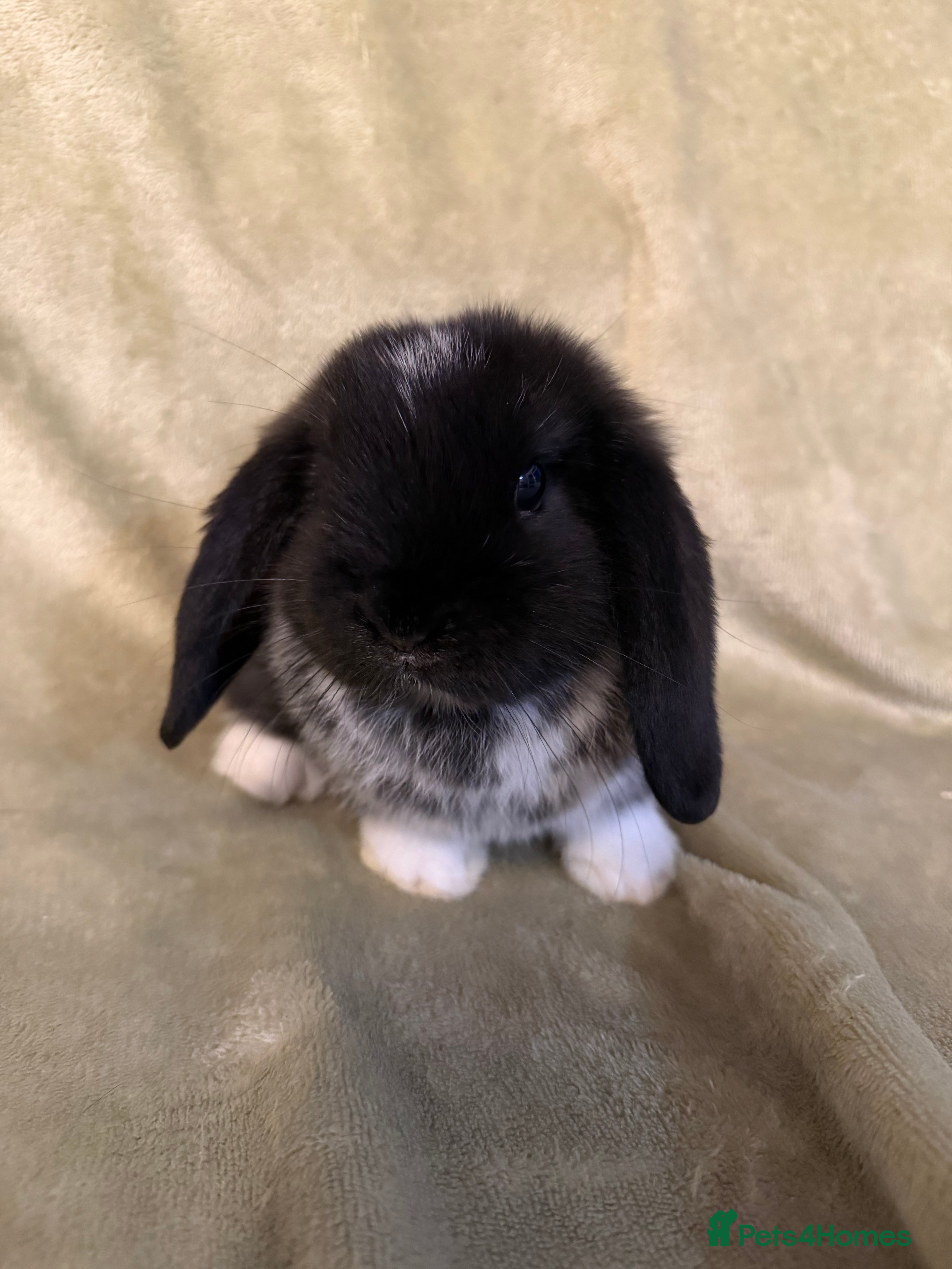 Mini Lop rabbits Mini Lop Bunnies For Sale - Advert 3