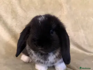 Mini Lop rabbits Mini Lop Bunnies For Sale - Advert 3