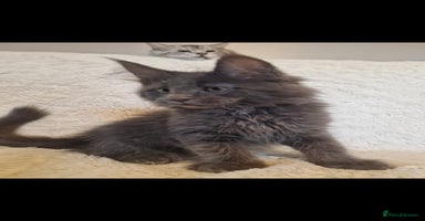 Maine Coon cats - Advert 12