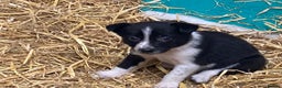 Border Collie dogs for sale: Border Collie pups for sale - Advert 14