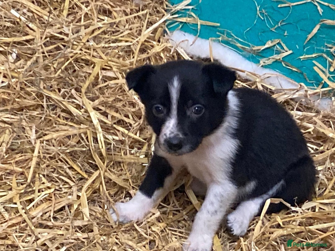 Border Collie dogs for sale: Border Collie pups for sale - Advert 14