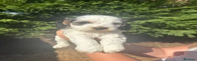 Cockapoo 6