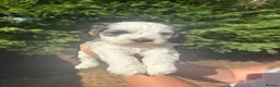 Cockapoo dogs for sale: F2 cockapoo puppies  - Advert 7