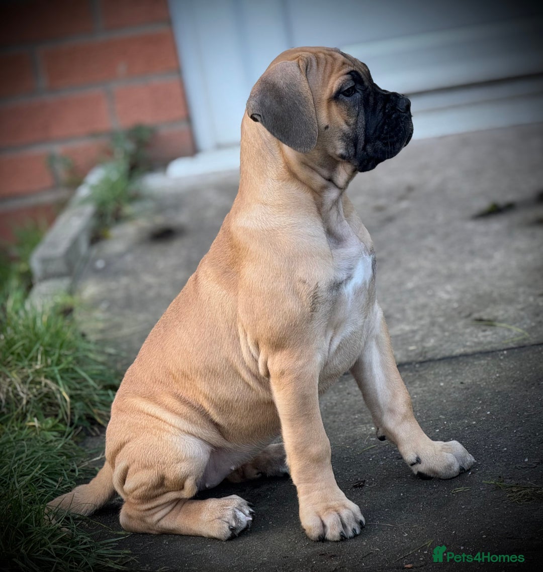 Cane Corso dogs for sale: 🐾PatoSquad Kennel🐾beautiful female available  - Advert 7