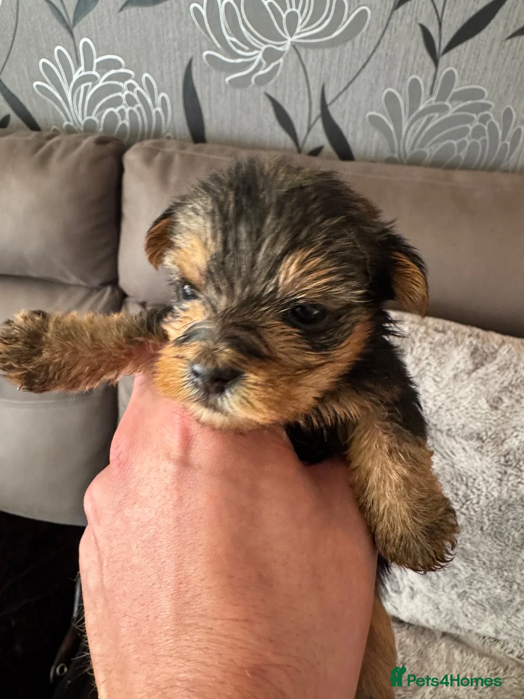 Yorkshire Terrier dogs for sale: Yorkshire Terrier Pups - Advert 16
