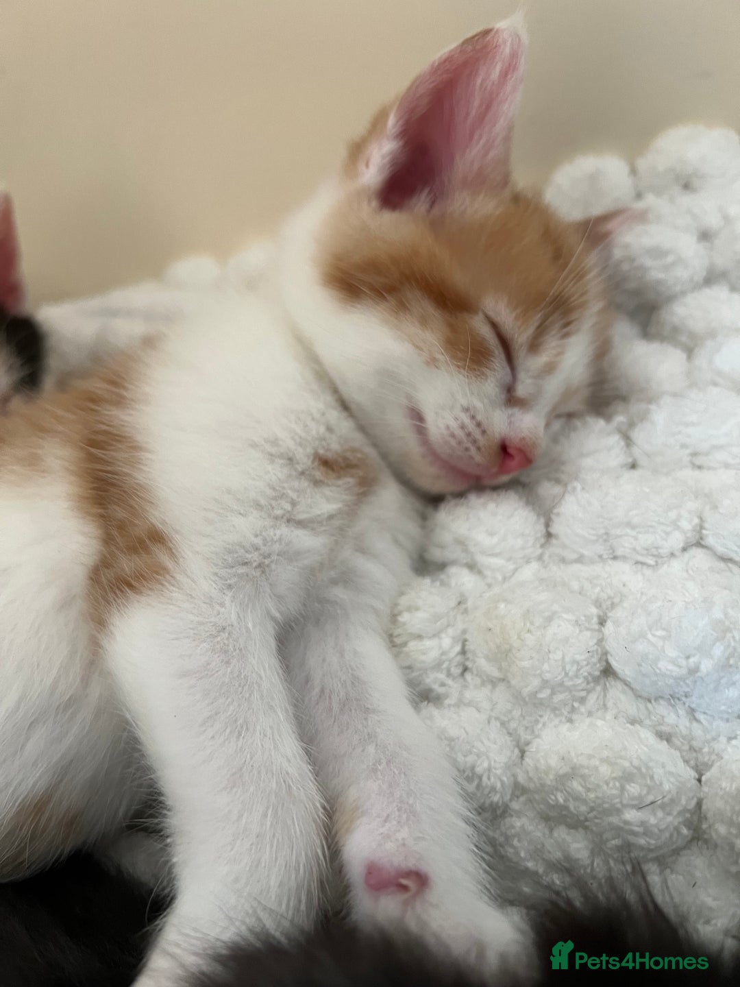 Mixed Breed cats for sale: 4 mixed breed kittens are looking home  - Image 5