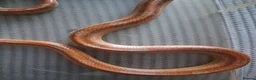 Corn Snake reptiles for sale: Various corn snakes for sale, Snow Tessera & more - Advert 26