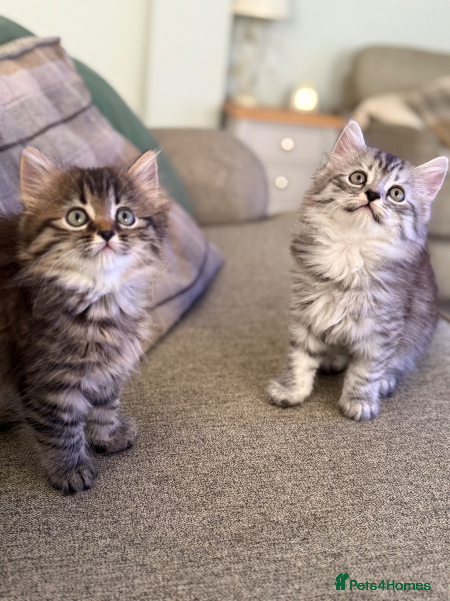 Persian cats 1/2 Persian kittens  - Advert 7
