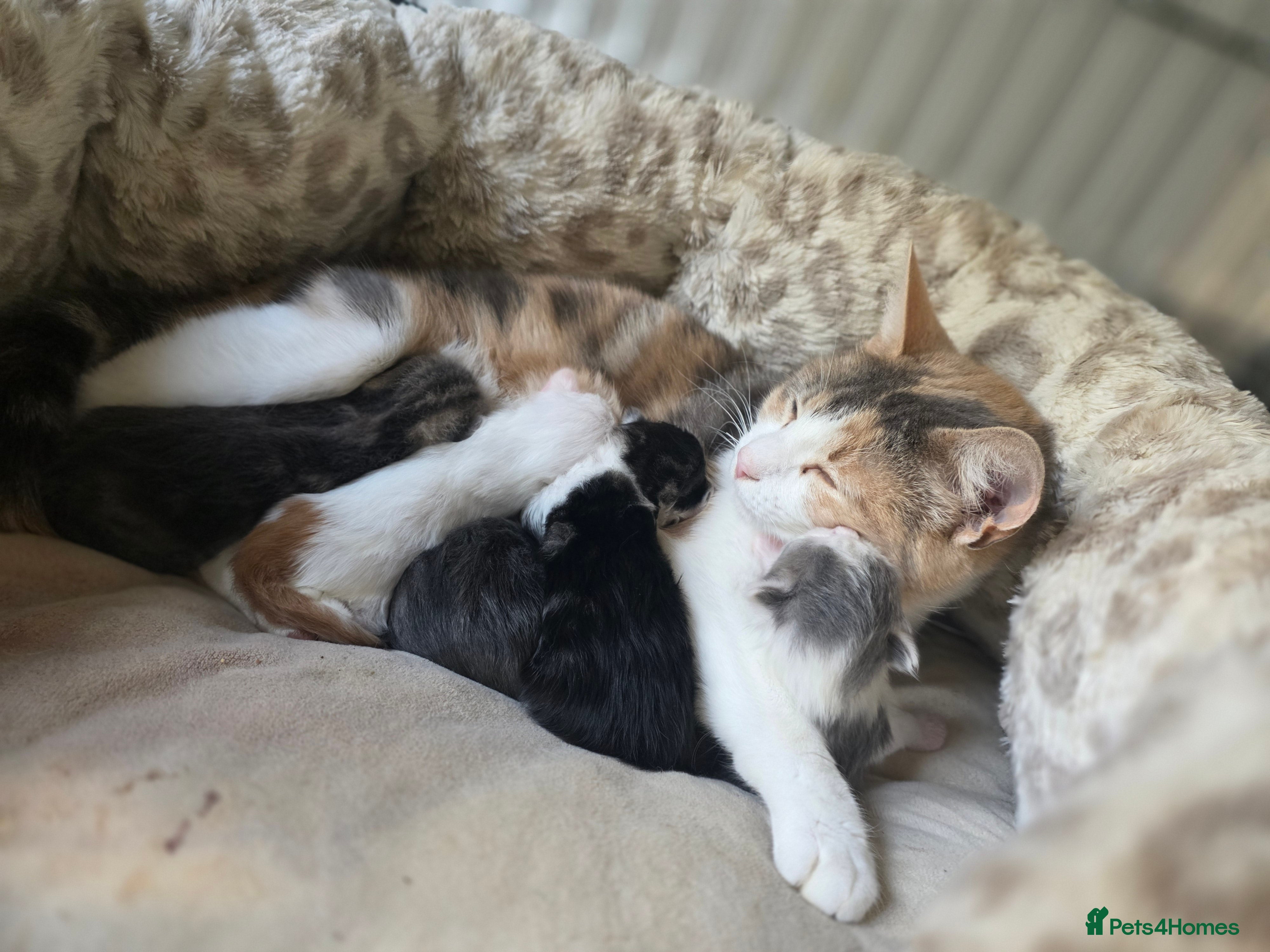 Mixed Breed cats 5 beautiful kittens - Advert 2