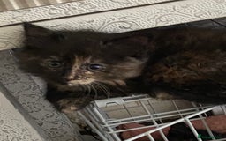 Mixed Breed cats for sale: Beautiful kittens for sale  - Image 6