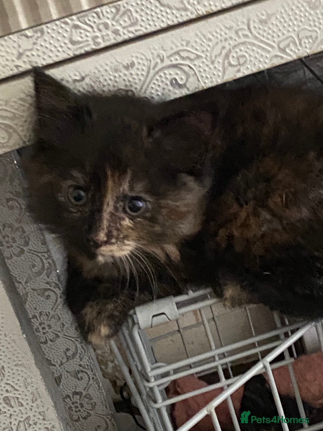 Mixed Breed cats for sale: Beautiful kittens for sale  - Image 6