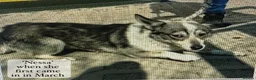 Mixed Breed dogs for adoption: 20 month old Nessa- AVAILABLE FOR ADOPTION in Brixham - Advert 19
