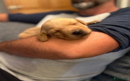 Labrador Retriever dogs for sale: Labrador Retrievers - Kennel Club Registered - Image 5