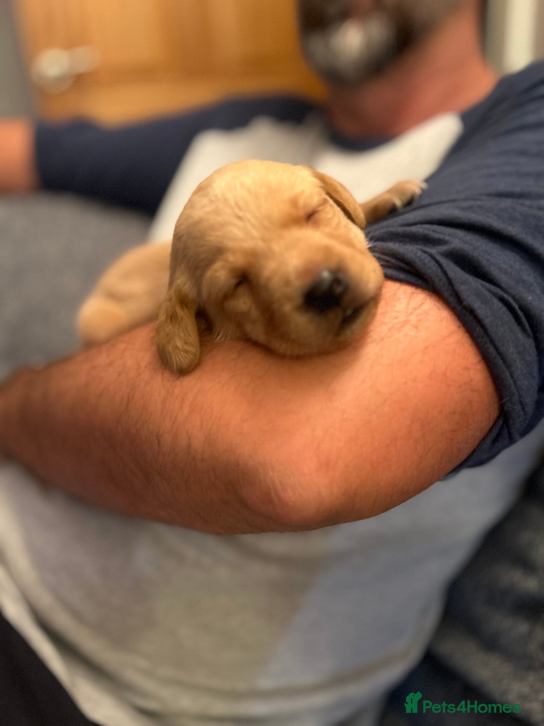 Labrador Retriever dogs for sale: Labrador Retrievers - Kennel Club Registered - Image 5