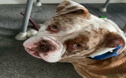 Olde English Bulldogge dogs for stud: OEB 🐶⭐️DEL~BOY ⭐️🐶 First time Stud  - Image 36