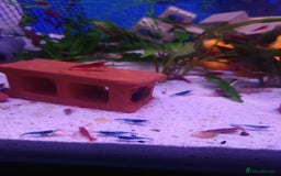Other/Mixed Breed fish for sale: Fish Stock List - Updated Regularly  - Image 34