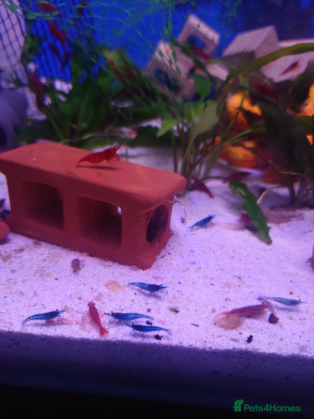 Other/Mixed Breed fish for sale: Fish Stock List - Updated Regularly  - Image 34