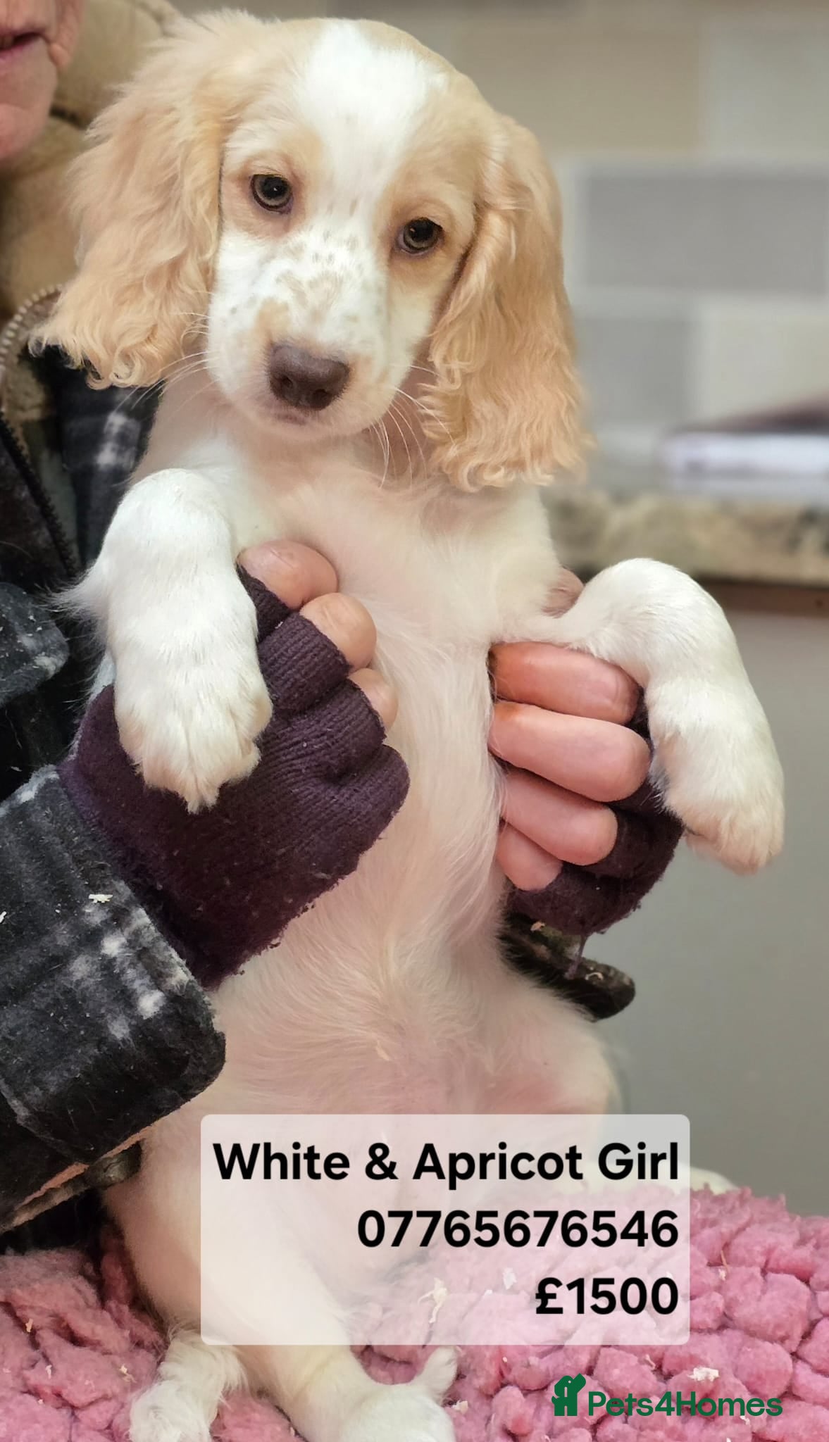 Cockapoo dogs Quality Cockapoo Puppies Licenced Domestic Breeder - Advert 1