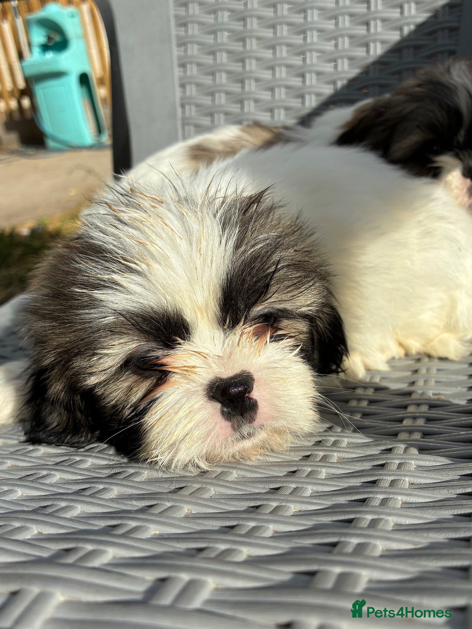 Shih Tzu dogs Stunning shihtzu puppies - Advert 1