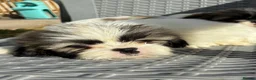 Shih Tzu dogs for sale: Stunning shihtzu puppies - Advert 1
