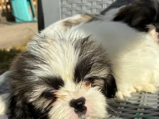Shih Tzu dogs Stunning shihtzu puppies boys left - Advert 3