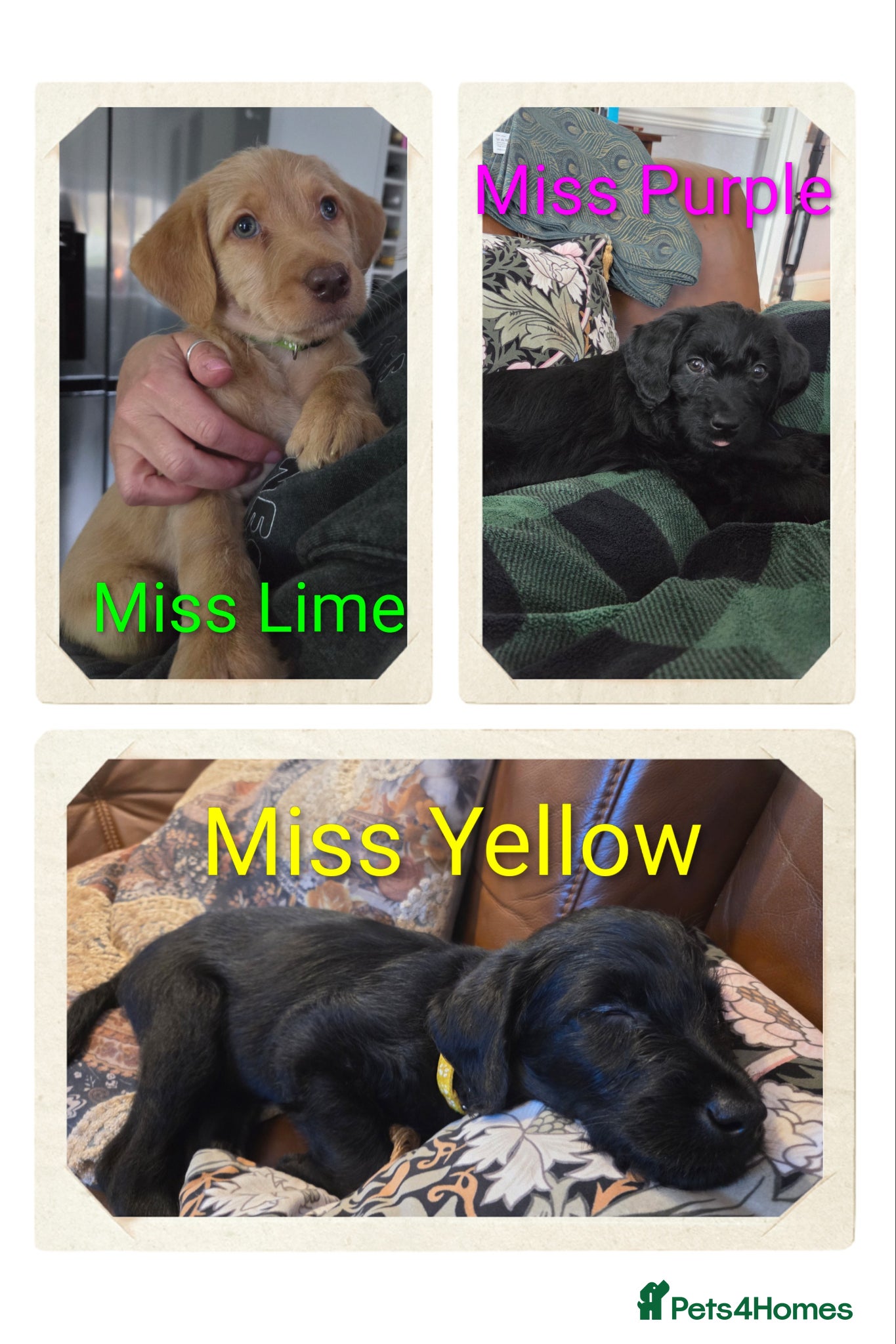 Labradoodle dogs Ready to go Beautiful Home-Raised Labradoodles - Advert 1