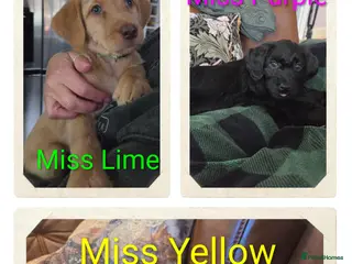 Labradoodle dogs Ready to go Beautiful Home-Raised Labradoodles - Advert 7