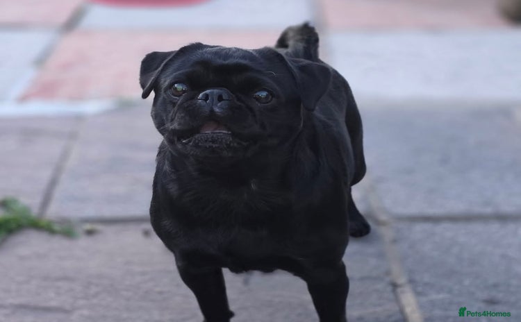 Pug dogs - Advert 2