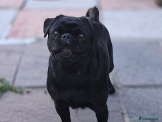 Pug dogs - Advert 20