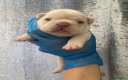 French Bulldog dogs for sale: Frenchie pups  - Advert 2