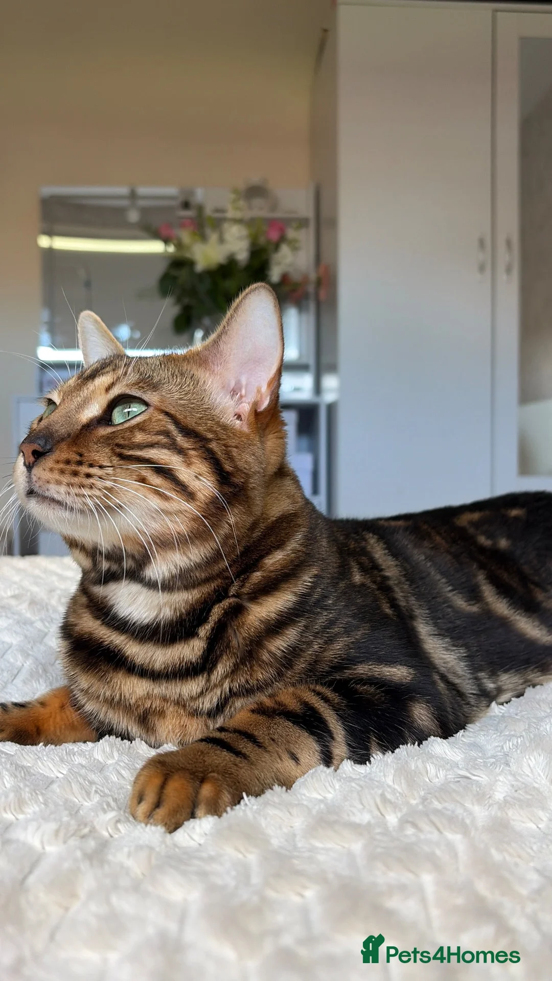 Bengal cats for sale: Bengal male (marbel) - Advert 3