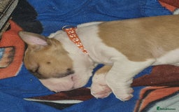English Bull Terrier dogs for sale: English bull terrier !!! Last boy !!! - Image 32