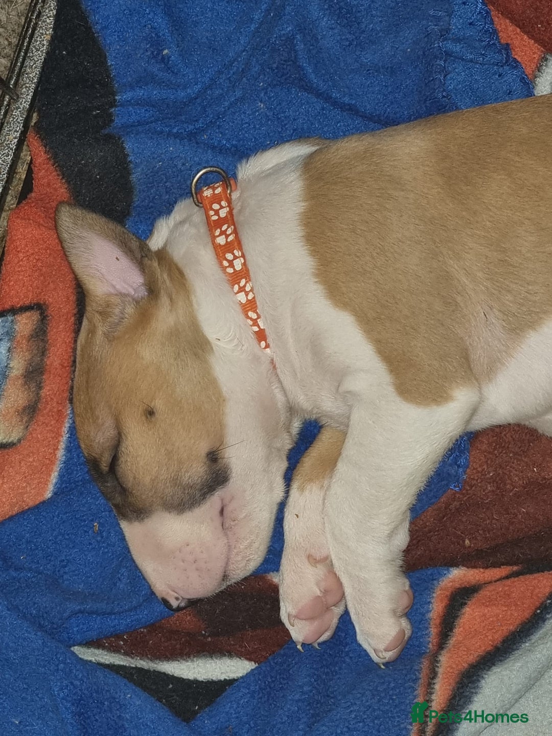 English Bull Terrier dogs for sale: English bull terrier !!! Last boy !!! - Image 32