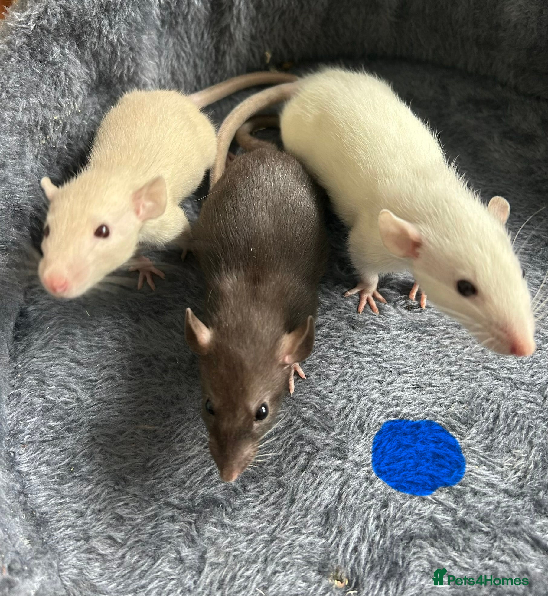 Rat rodents Baby dumbo rats for sale  - Advert 1