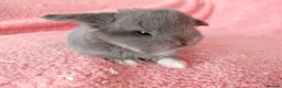 Mini Lop rabbits for sale: Baby mini lops for sale  - Advert 5