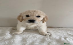 Golden Retriever dogs for sale: Fluffy Cream & Gold Golden Retriever Puppies - Image 36