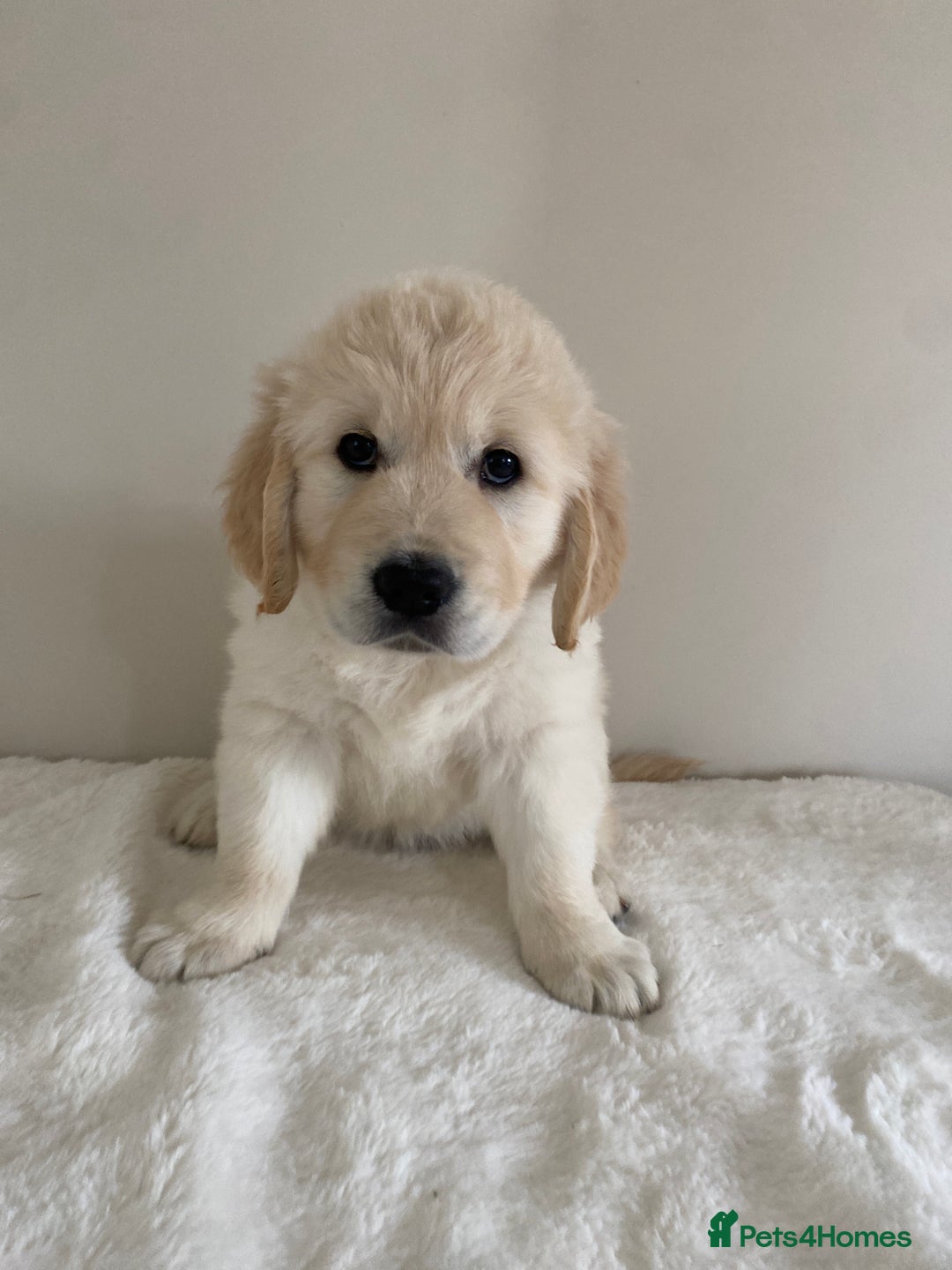 Golden Retriever dogs for sale: Fluffy Cream & Gold Golden Retriever Puppies - Image 36