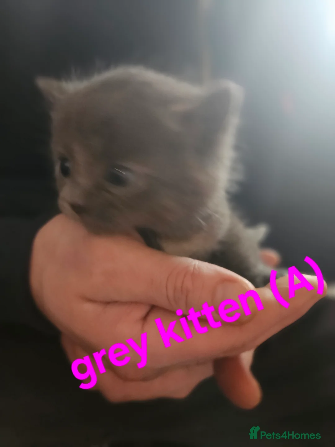 British Shorthair cats for sale: 3 beautiful  kittens ready to leave soon - Advert 10