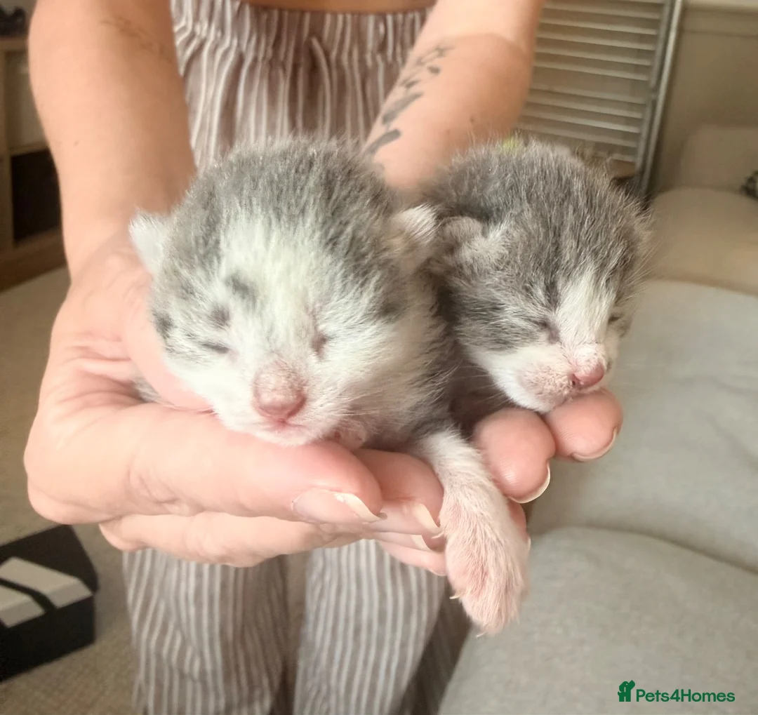 Mixed Breed cats for sale: Two lovely girls left - Advert 14