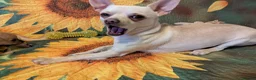 Chihuahua dogs for sale: Chihuahua Boy - Advert 8
