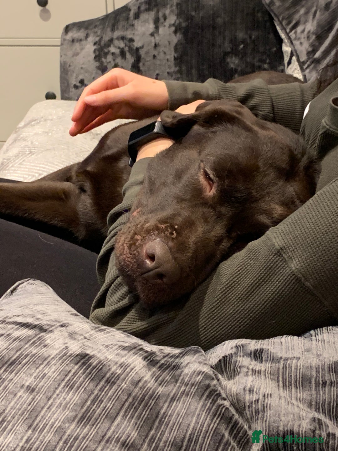 Labrador Retriever dogs for sale: Beautiful 3 year old girl - Advert 10