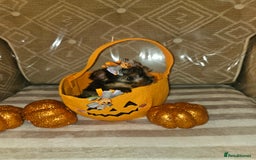 Yorkshire Terrier dogs for sale: Yorkshire terrier puppies  - Image 29