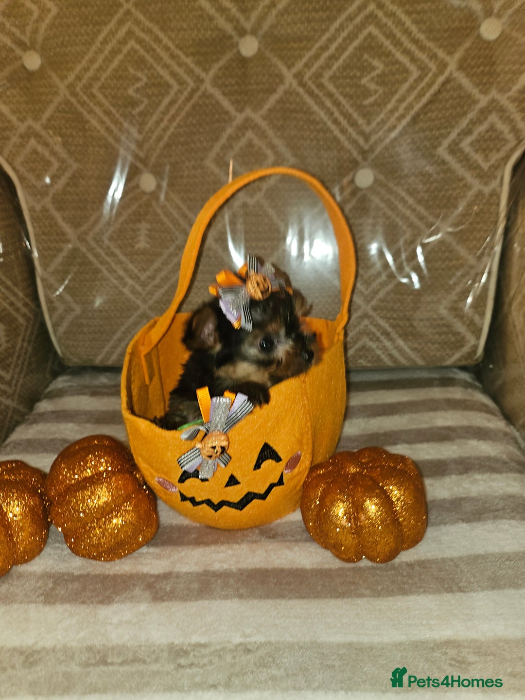 Yorkshire Terrier dogs for sale: Yorkshire terrier puppies  - Image 29