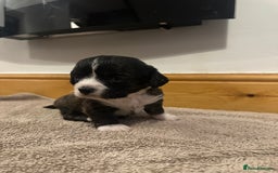 Mixed Breed dogs for sale: Beautiful puppies - Image 3