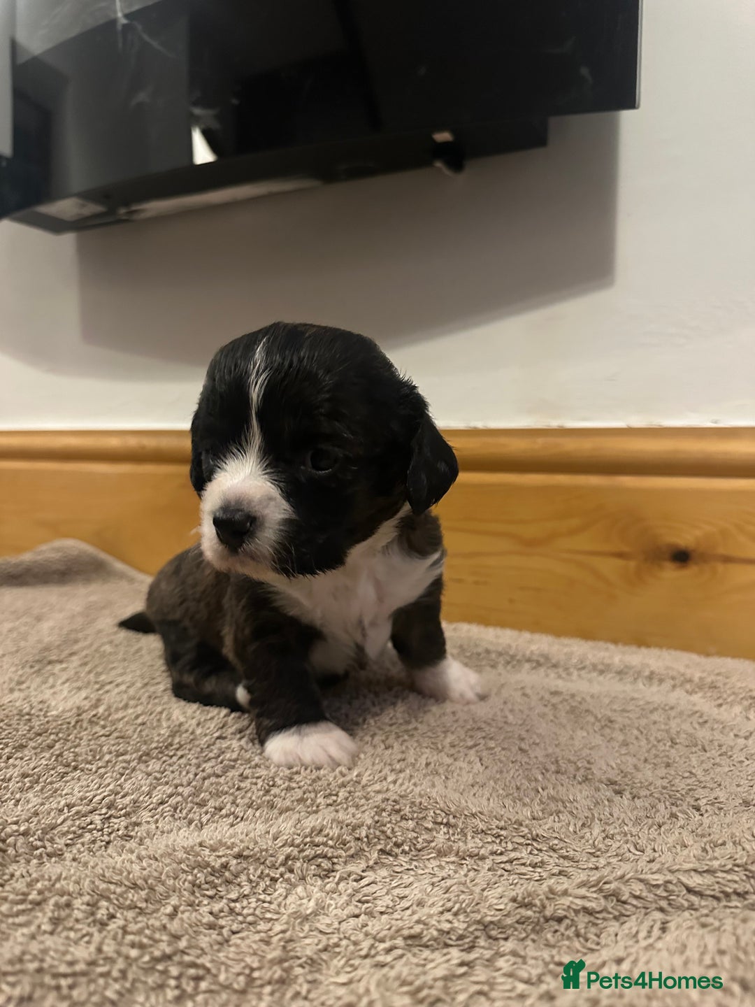 Mixed Breed dogs for sale: Beautiful puppies - Image 3
