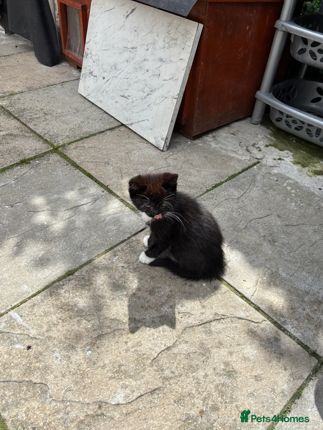 Mixed Breed cats for sale: 11 week old kittens available - Advert 2